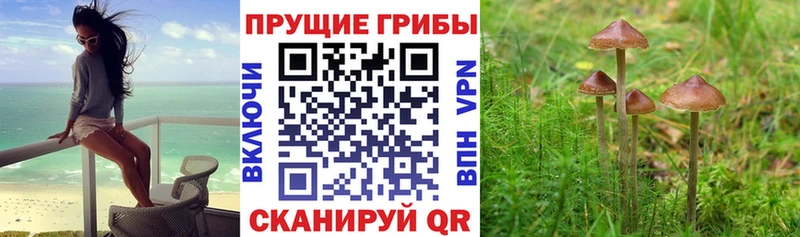 Галлюциногенные грибы Cubensis  Черкесск 